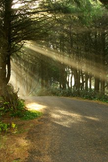 sun rays shining on a path