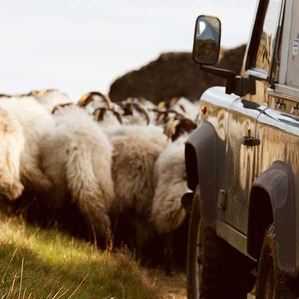 utility vehicle herding sheep