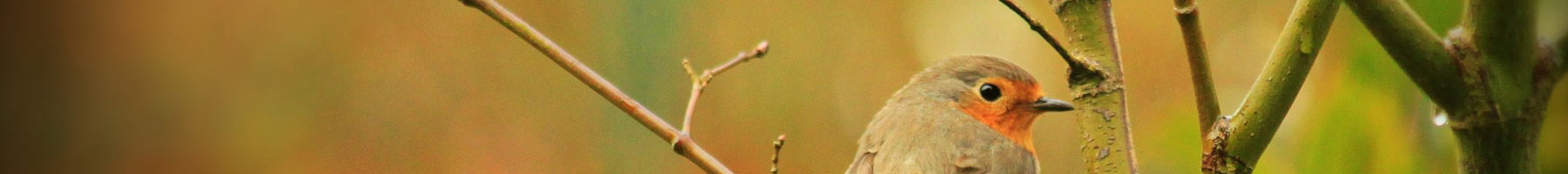 An English robin sitting on a branch