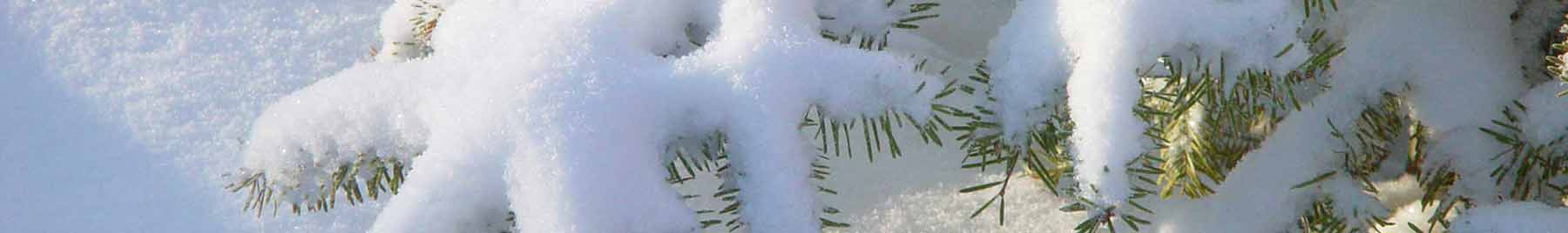 Pine branch covered in snow