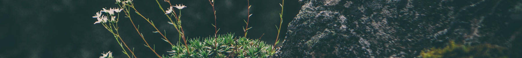 A banner image with tiny white flowers embedded in moss near a large gray stone.