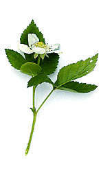 white strawberry flowers