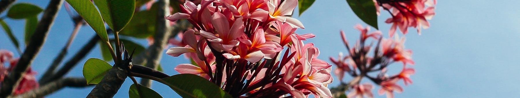pink frangipani