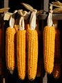 corn cobs drying on a rack