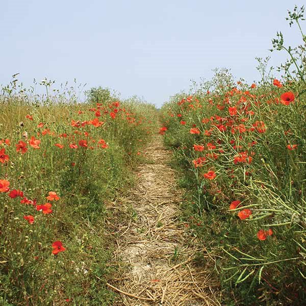 Photograph of Poppy Path by Cathy Cole