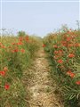 Photograph of Poppy Path by Cathy Cole