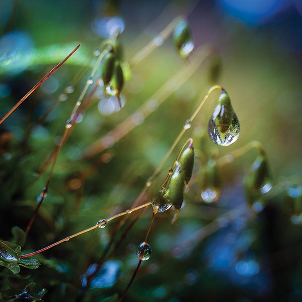 raindrops on leaves