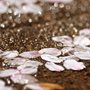 cherry petals covered with rain drops